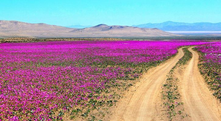 desierto