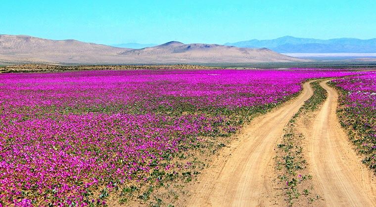 Blog #17 Floreciendo en el desierto 1 desierto